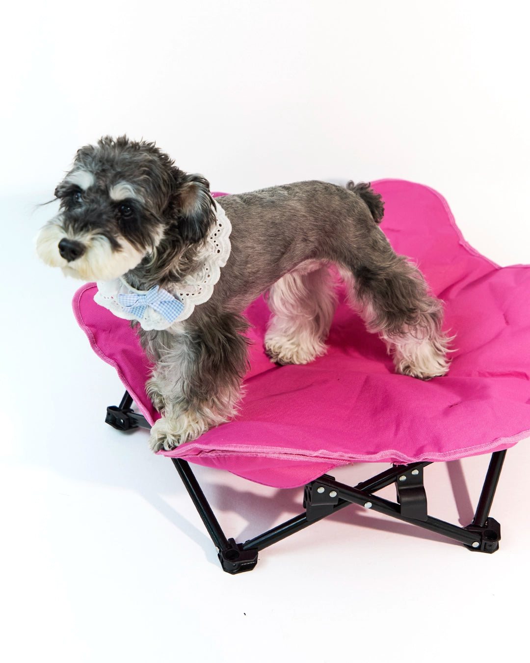 Miniature Schnauzer relaxing on a rose red elevated folding dog bed on green grass outdoors