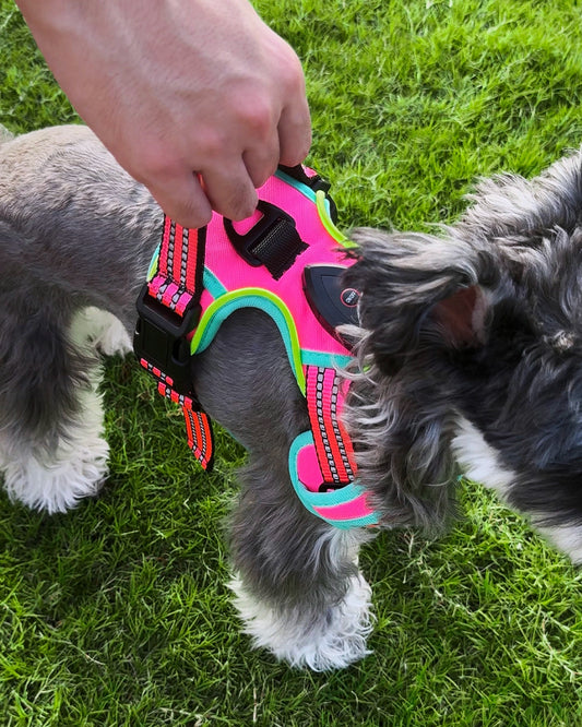 Owner holding the control handle of a rose pink LED light-up dog harness on a Schnauzer outdoors