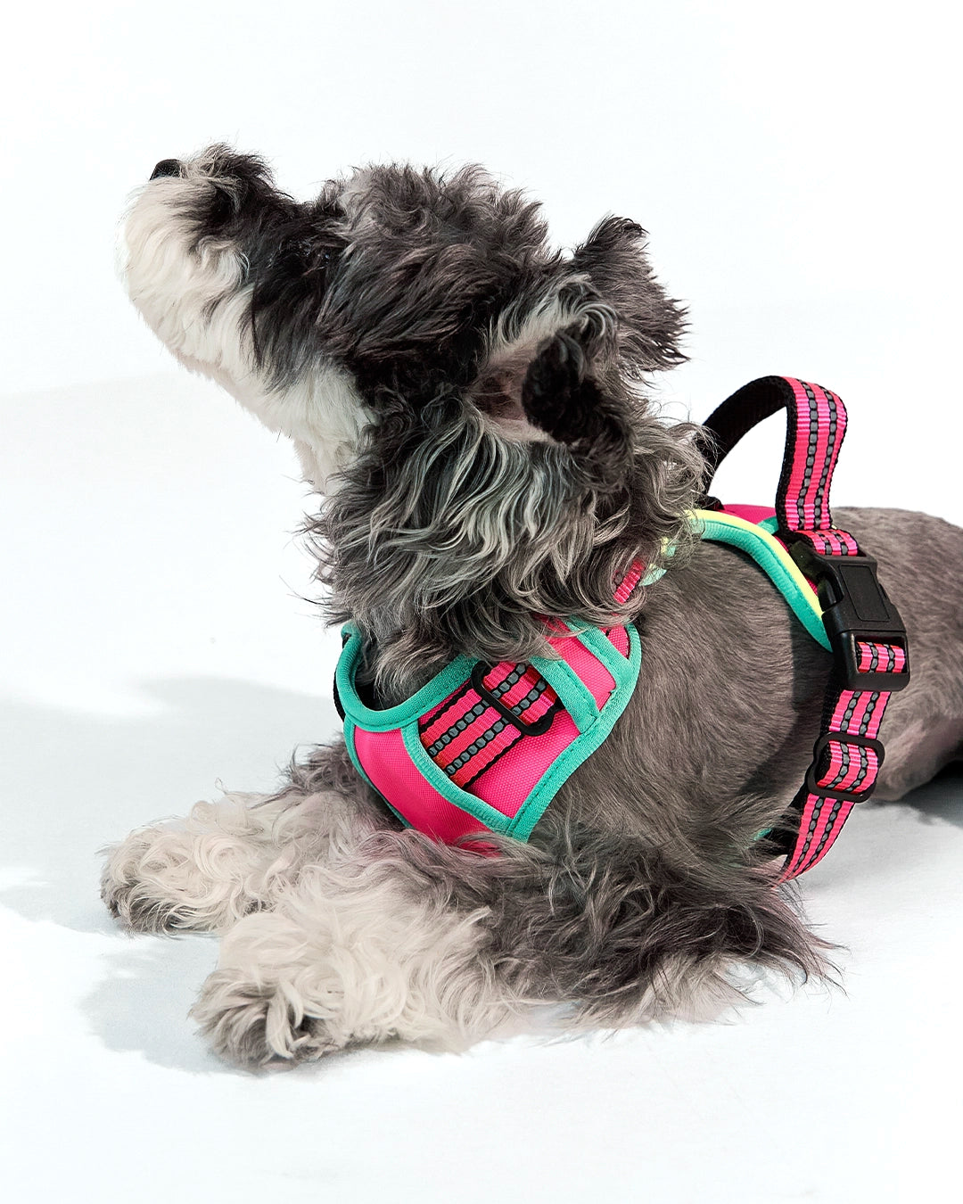 Front fit profile of a small dog wearing a rose pink non-choking LED dog harness