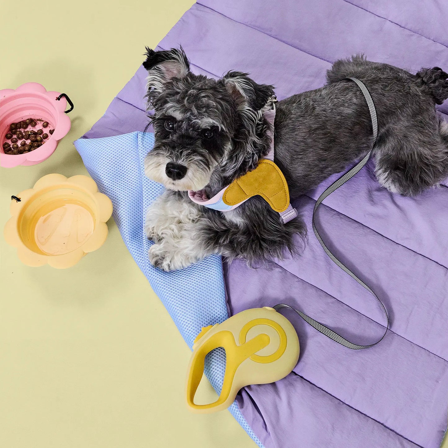 Schnauzer dog wearing color block harness lying on a purple outdoor