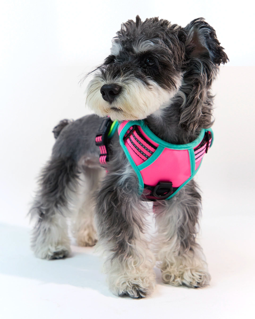 Front view of a happy dog wearing a comfortable padded mesh reflective light-up harness
