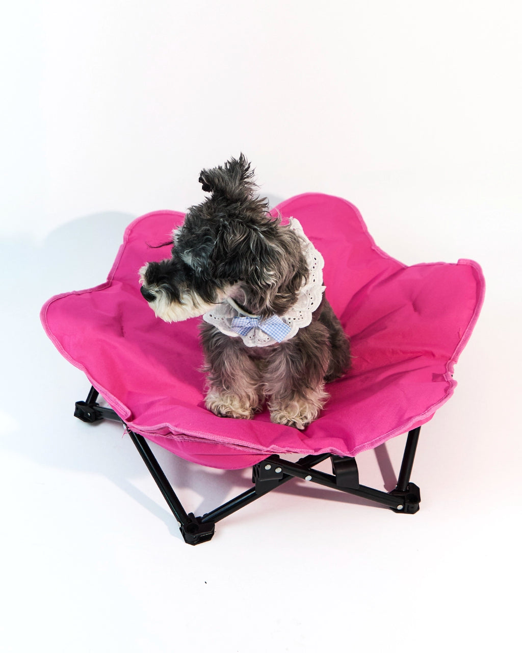 Front view of a small dog resting on a rose red portable pet camping bed