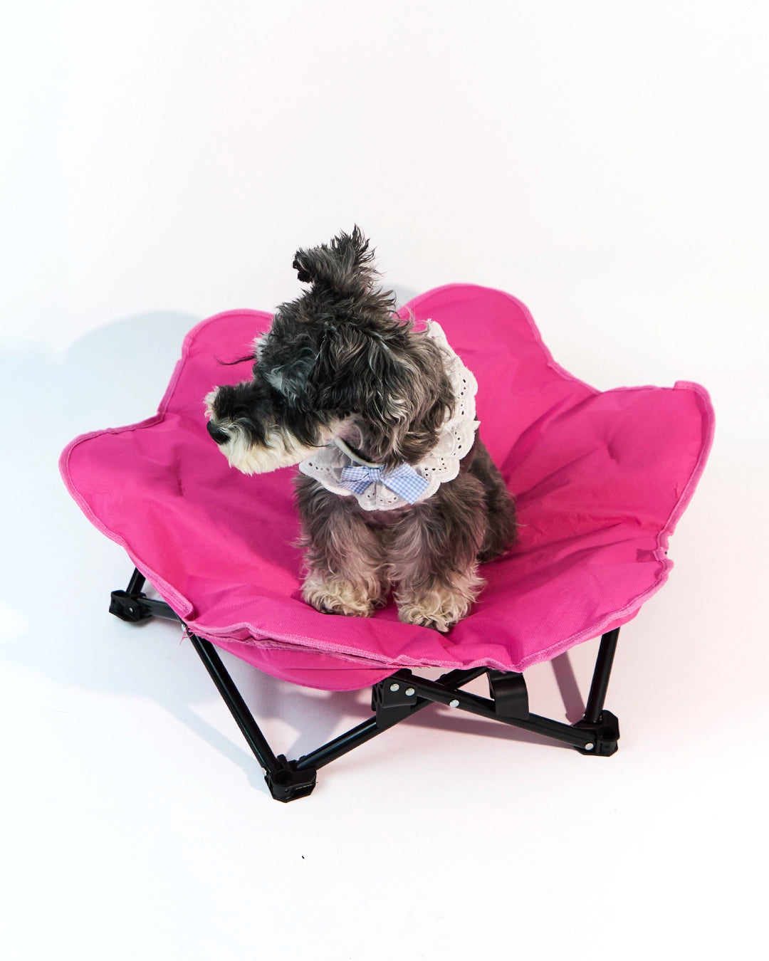 Front view of a small dog resting on a rose red portable pet camping bed