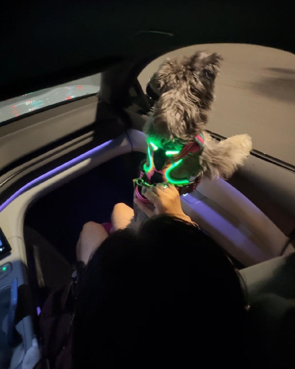 Light-up LED dog harness in pink and neon green worn by a Miniature Schnauzer in a car.