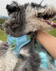 Miniature Schnauzer in a pink checkered dog car booster seat wearing a blue harness.