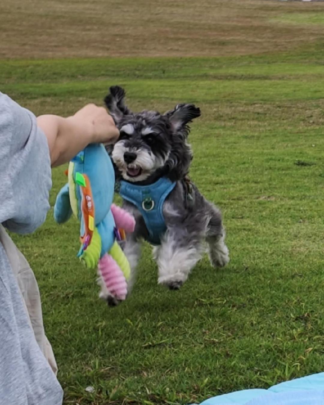 A happy gray Miniature Schnauzer wearing a blue harness jumping for a colorful plush elephant toy on a picnic mat, then riding safely in a checkered pink pet car seat.