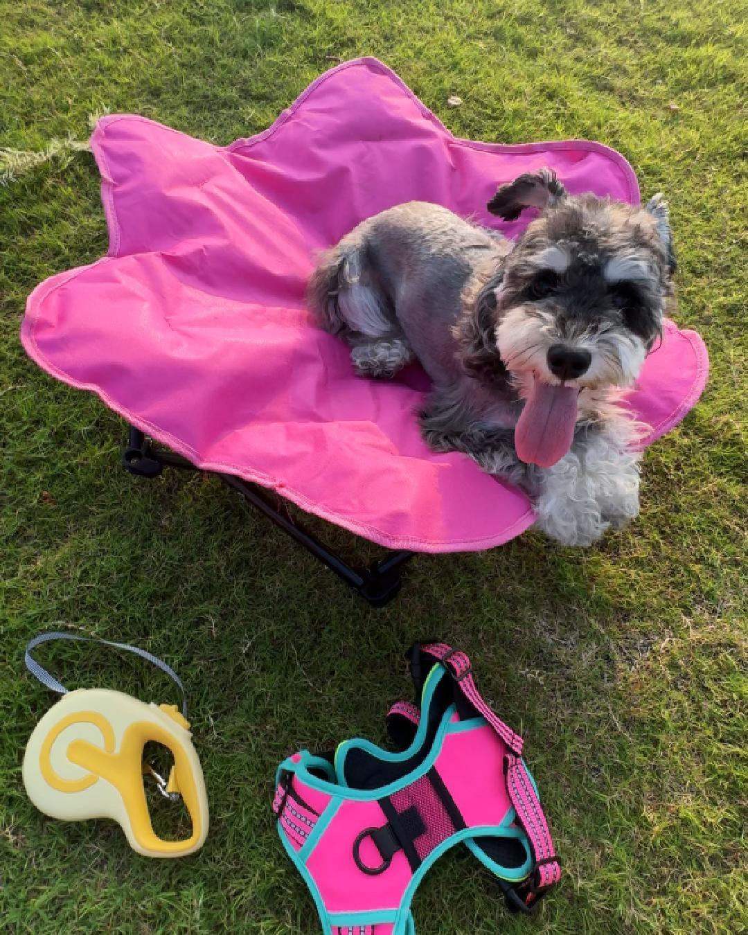 Miniature Schnauzer sitting happily on a bright pink flower-shaped foldable pet bed outdoors.