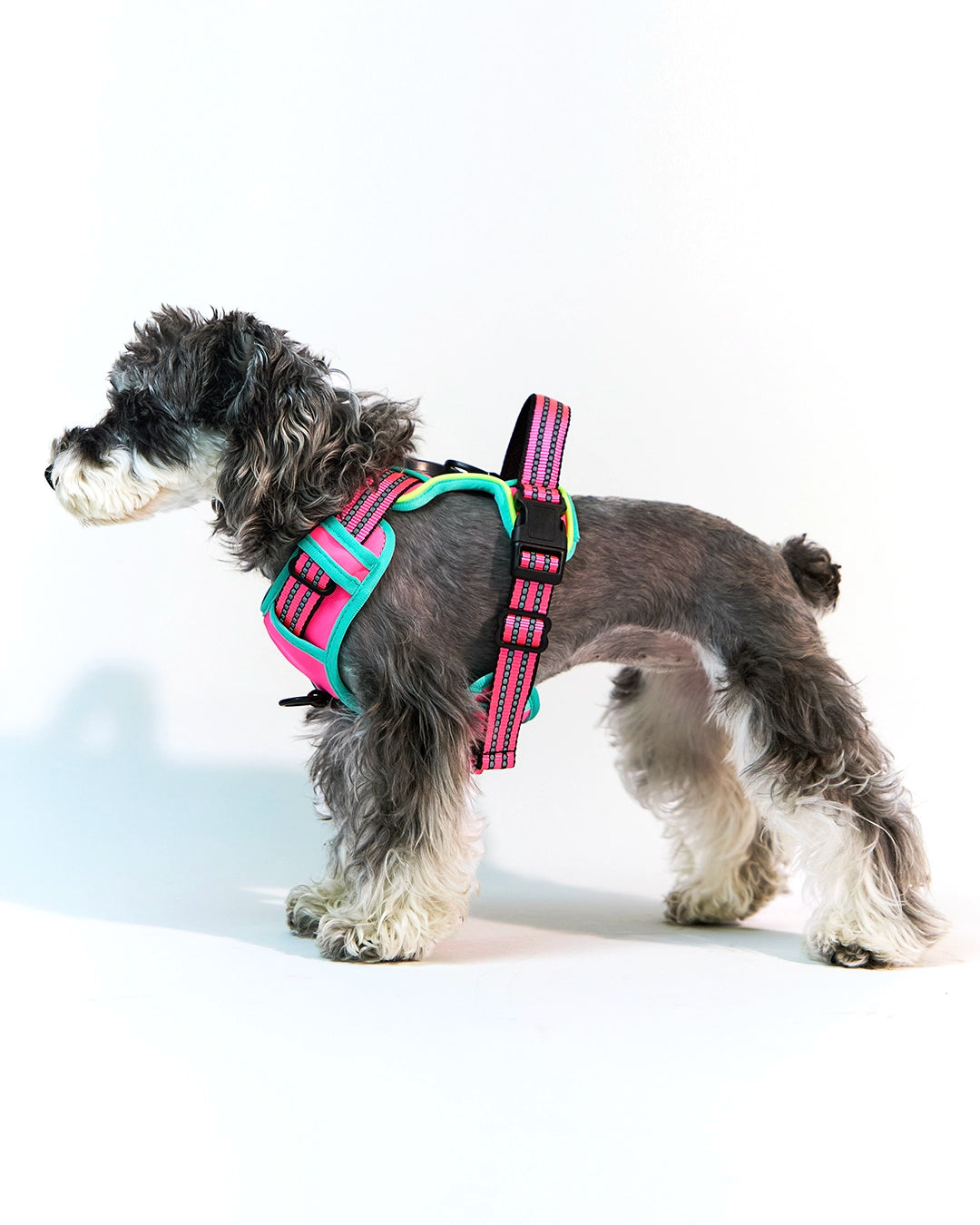 Side view of a small dog wearing a vibrant rose pink reflective LED pet vest harness