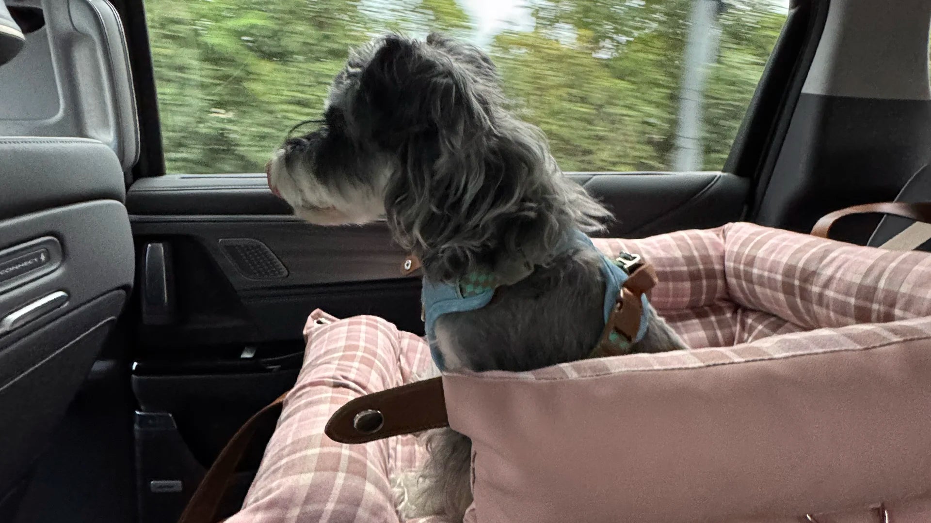 Miniature Schnauzer sitting in a pink checkered dog car booster seat looking out the window.