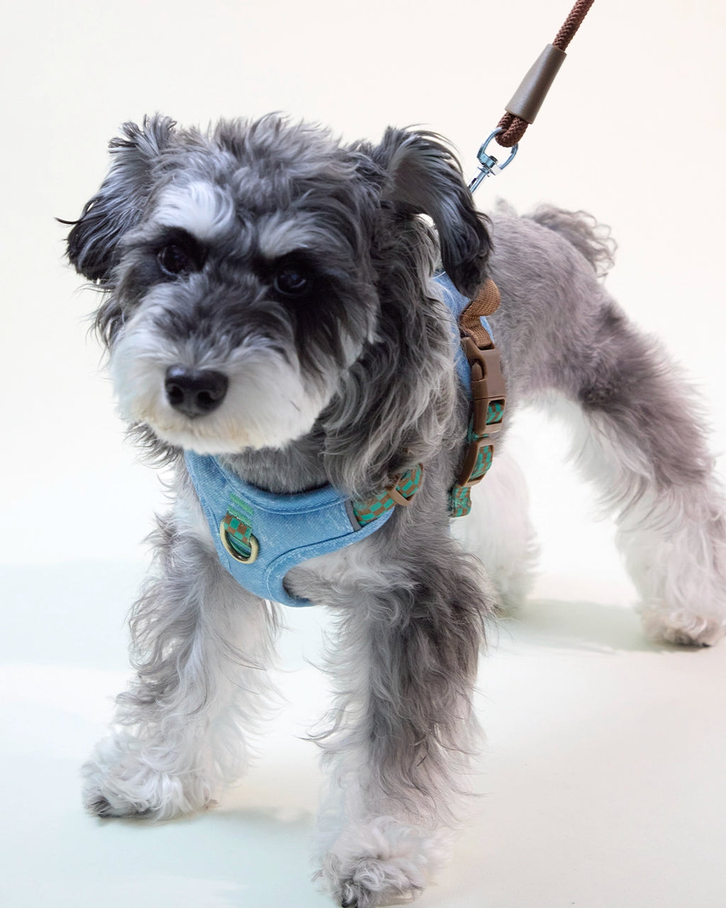 Small Schnauzer wearing a light blue embroidered dog harness