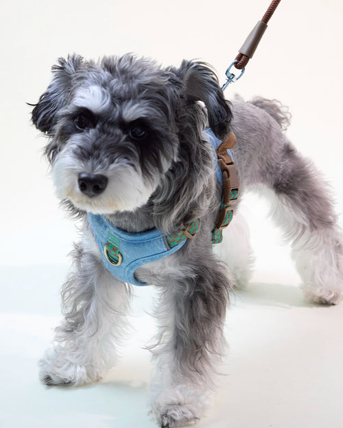Small Schnauzer wearing a light blue embroidered dog harness