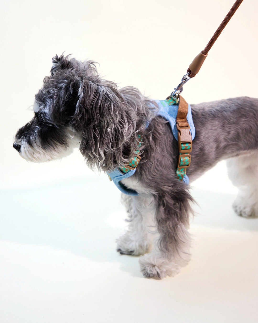 Side view of a small dog wearing an embroidered denim harness