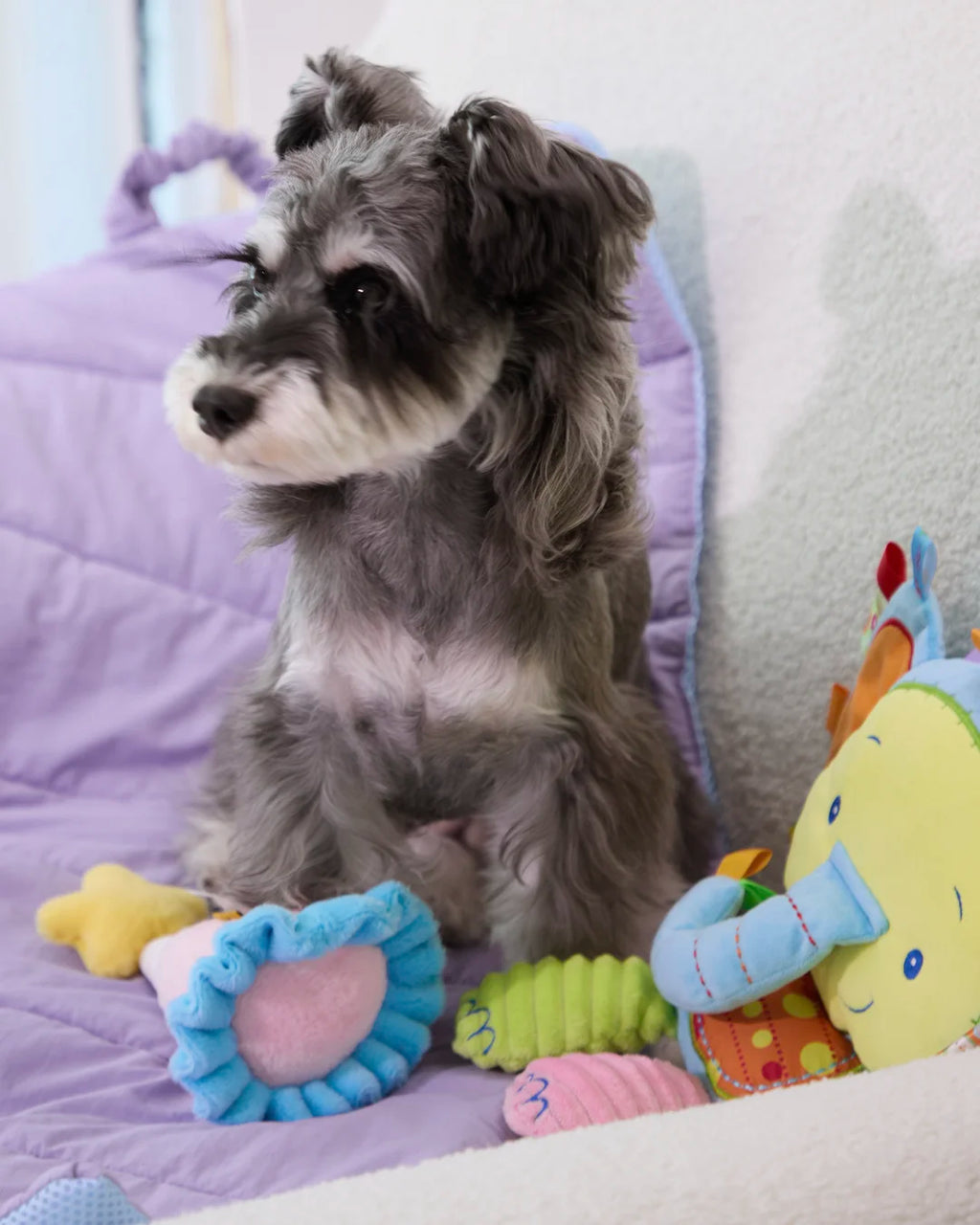 Miniature Schnauzer playing with a soft blue elephant plush toy